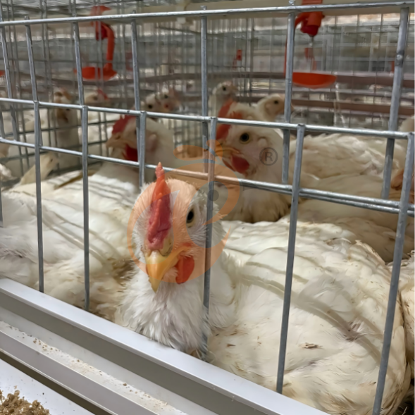 broiler battery cage system (2) Manual Broiler Harvest, Semi Automatic A Frame Broiler Battery Cage System