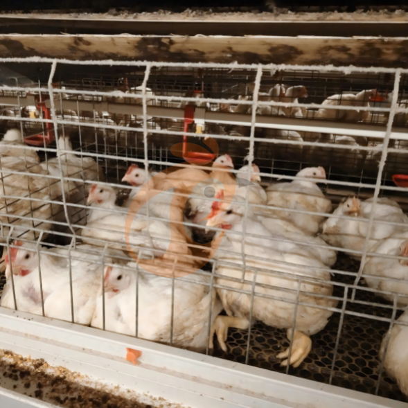 broiler battery cage system (4) Manual Broiler Harvest, Semi Automatic A Frame Broiler Battery Cage System