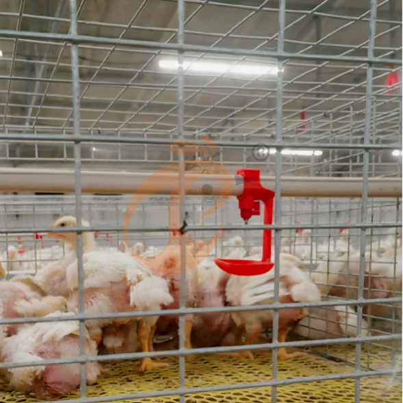 broiler battery cage system (5) Manual Broiler Harvest, Semi Automatic A Frame Broiler Battery Cage System