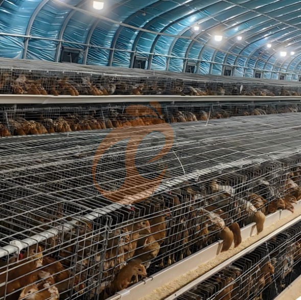 broiler battery cage system (32) Manual Broiler Harvest, Semi Automatic A Frame Broiler Battery Cage System
