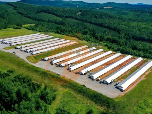 Prefab steel poultry house (12)