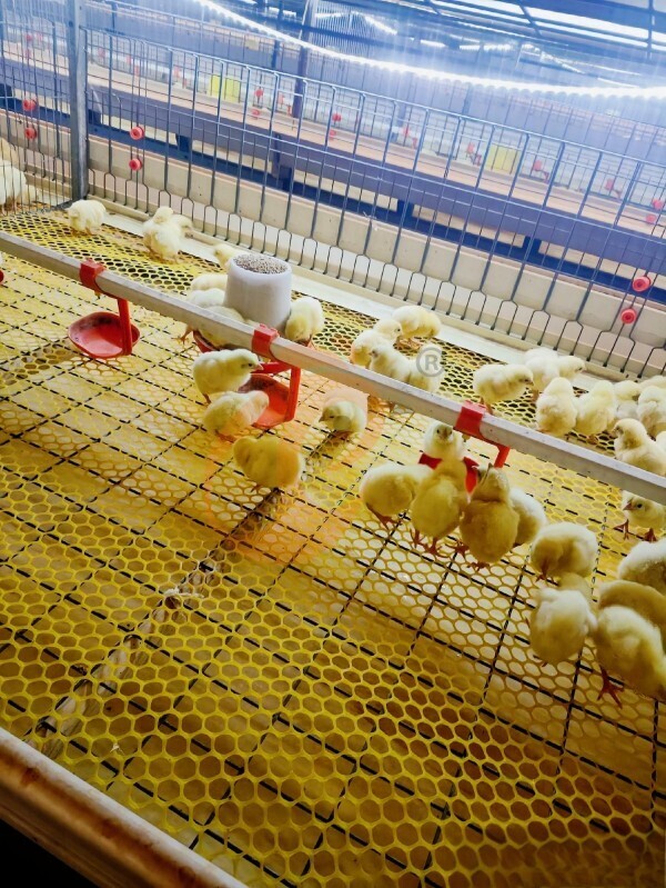 broiler battery cage (3) Manual Broiler Harvest Automatic H Frame Broiler Battery Cage System