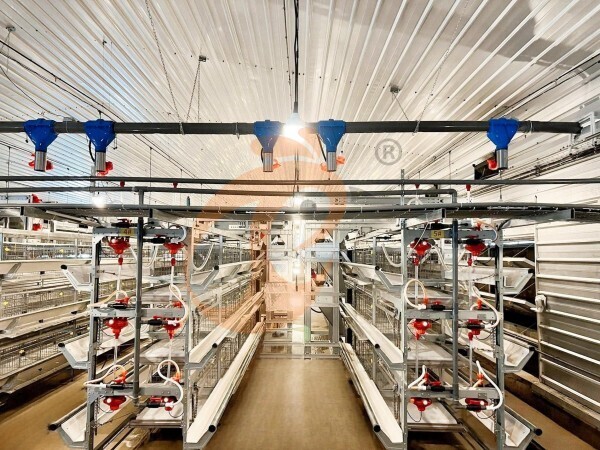 broiler battery cage (4) Manual Broiler Harvest Automatic H Frame Broiler Battery Cage System