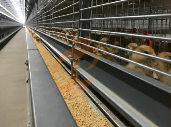 broiler battery cage (14) Manual Broiler Harvest Automatic H Frame Broiler Battery Cage System