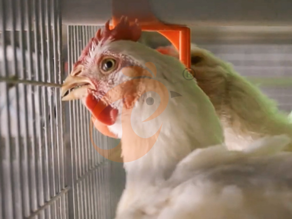 Semi Automatic Broiler Pull-out Slat Type Harvest, Automatic H Frame Broiler Battery Cage System
