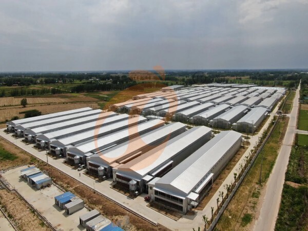 Semi Automatic Broiler Pull-out Slat Type Harvest, Automatic H Frame Broiler Battery Cage System