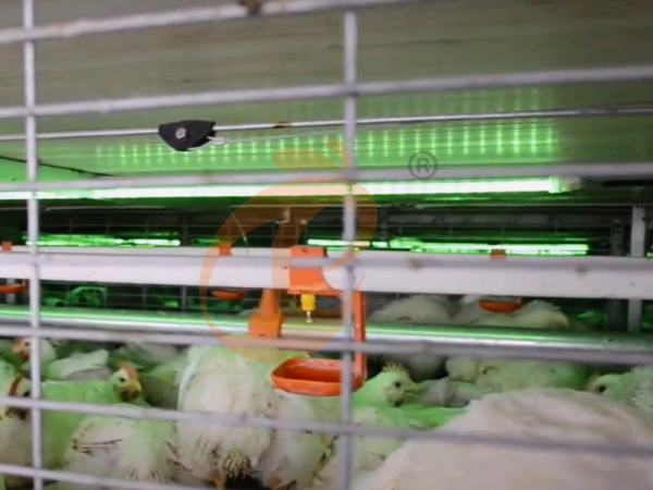 Semi Automatic Broiler Pull-out Slat Type Harvest, Automatic H Frame Broiler Battery Cage System