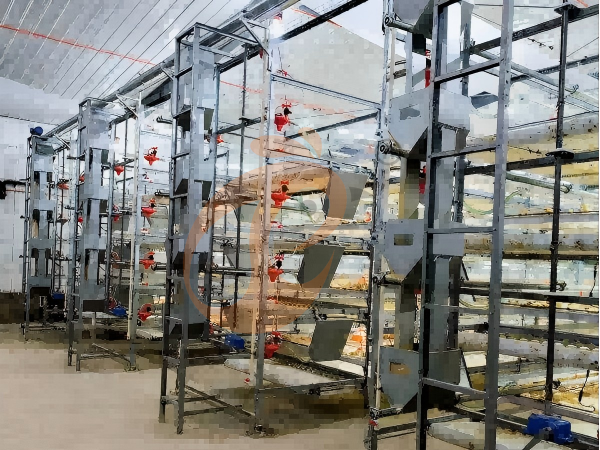 Semi Automatic Broiler Pull-out Slat Type Harvest, Automatic H Frame Broiler Battery Cage System