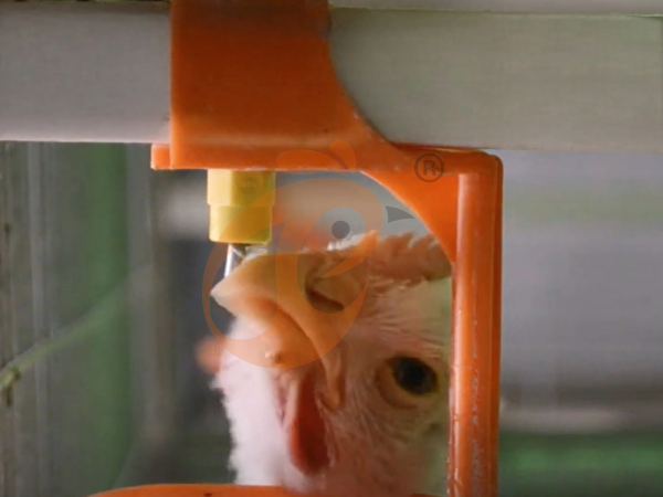 Semi Automatic Broiler Pull-out Slat Type Harvest, Automatic H Frame Broiler Battery Cage System