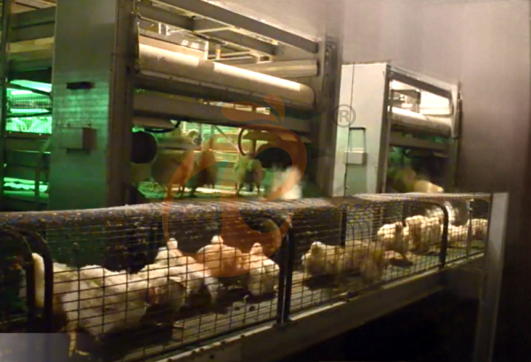 Semi Automatic Broiler Pull-out Slat Type Harvest, Automatic H Frame Broiler Battery Cage System