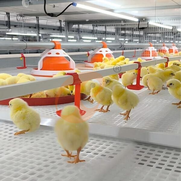 Semi Automatic Broiler Pull-out Slat Type Harvest, Automatic H Frame Broiler Battery Cage System