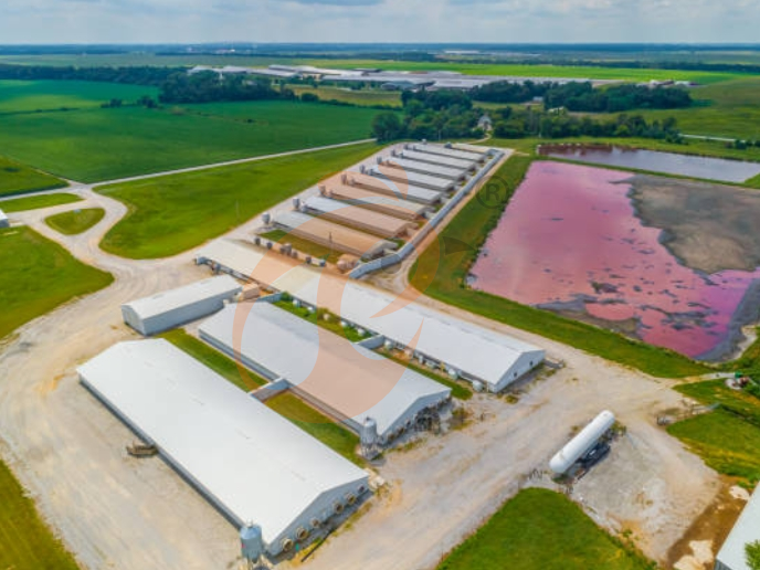 Steps To Start 50,000 To 200,000 Broiler Poultry Farm