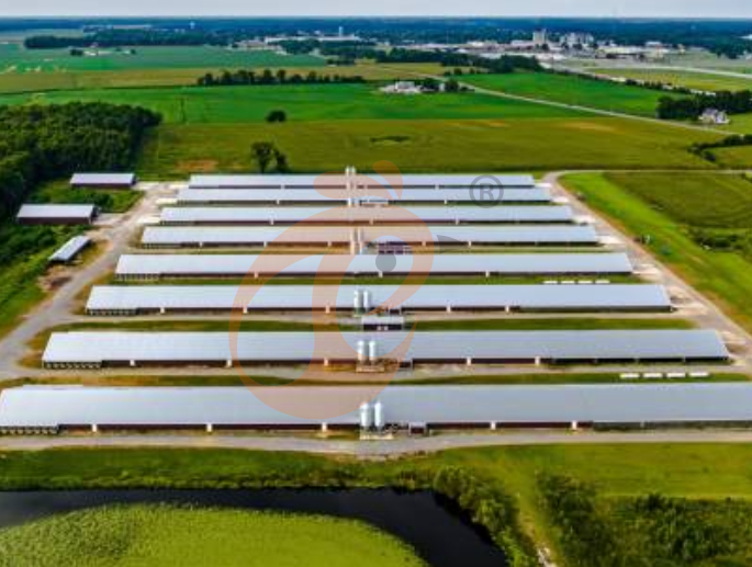 poultry farm 2