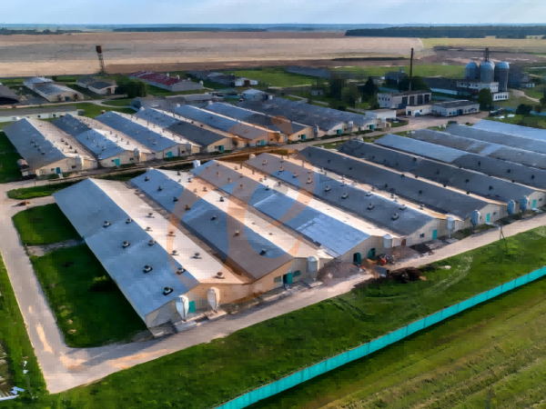 Steps To Start 300,000 To 1,000,000+ Layers Poultry Farm