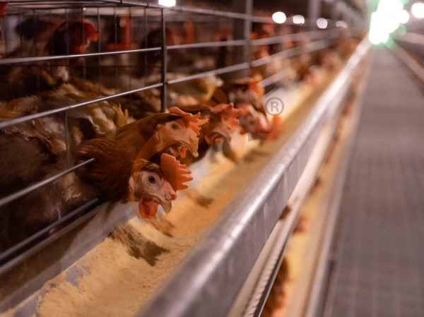 Steps To Start 300,000 To 1,000,000+ Layers Poultry Farm