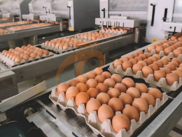 Steps To Start 300,000 To 1,000,000+ Layers Poultry Farm