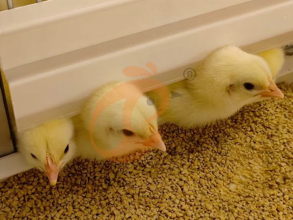 chicken cage (2) Semi Automatic H Frame Brooder Battery Cage System