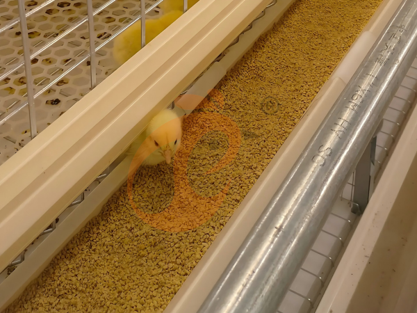 chicken cage (5) Semi Automatic H Frame Brooder Battery Cage System