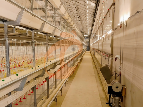 chicken cage (6) Semi Automatic H Frame Brooder Battery Cage System