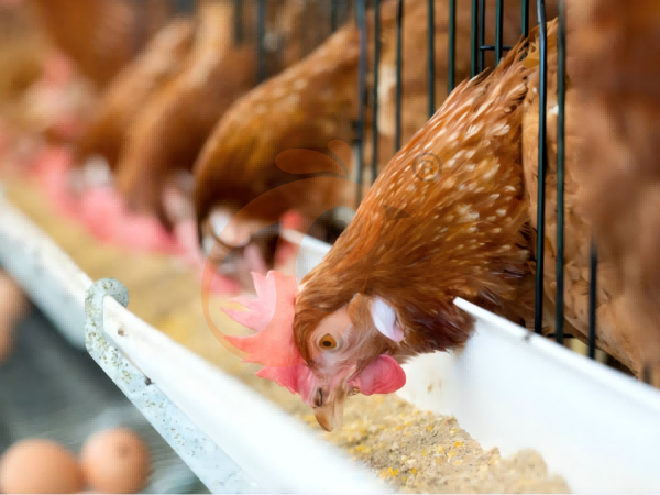 Steps To Start 50,000 To 200,000 Layers Poultry Farm