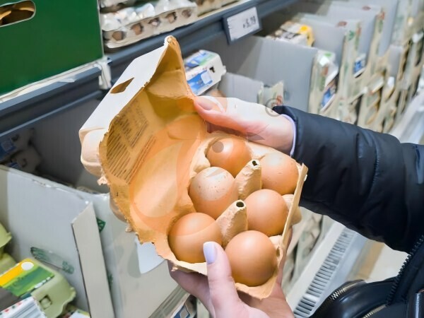 Steps To Start 30,000 To 50,000 Layer Poultry Farm