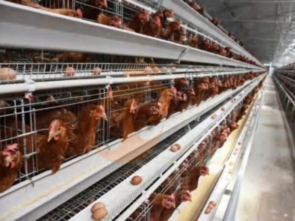 layer poultry farm 1 (3) Steps To Start 10,000 To 30,000 Layers Poultry Farm