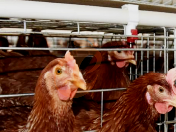 layer poultry farm 1 (4) Steps To Start 10,000 To 30,000 Layers Poultry Farm