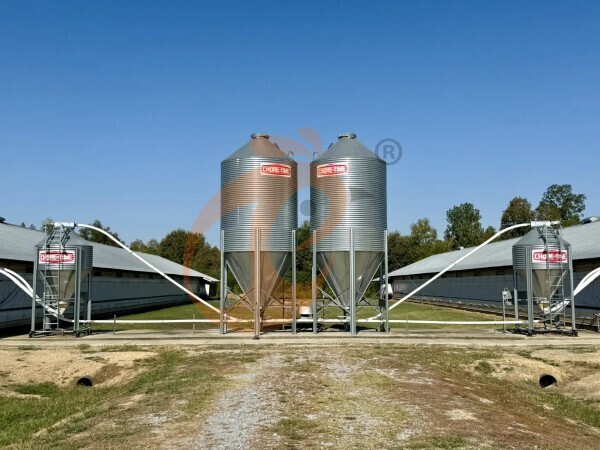 layer poultry farm 2 (3) Steps To Start 100 To 30,000 Layer Poultry Farm