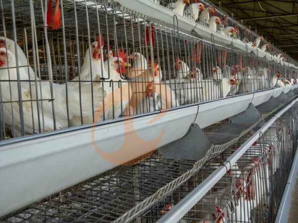 layer poultry farm 2 (5) Steps To Start 100 To 30,000 Layer Poultry Farm