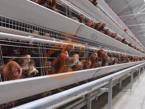 Steps To Start 100 To 30,000 Layer Poultry Farm