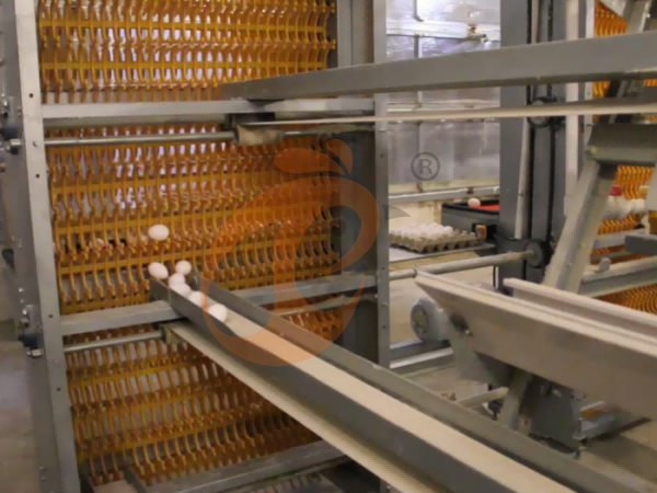 layer poultry farm 2 (8) Steps To Start 100 To 30,000 Layer Poultry Farm