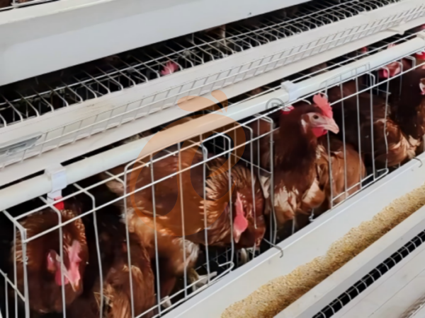 layer poultry farm 2 (10) Steps To Start 100 To 30,000 Layer Poultry Farm