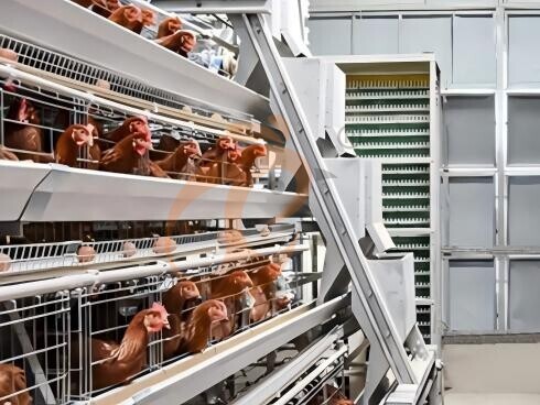 battery cage price (1) Battery Cage And Price For Layer And Broilers