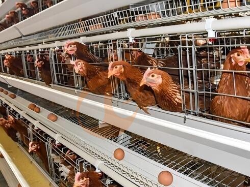battery cage price (2) Battery Cage And Price For Layer And Broilers