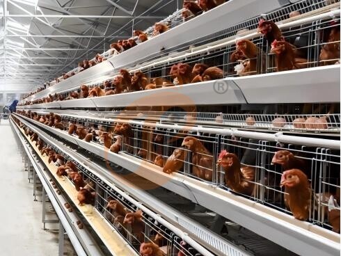 battery cage price (4) Battery Cage And Price For Layer And Broilers