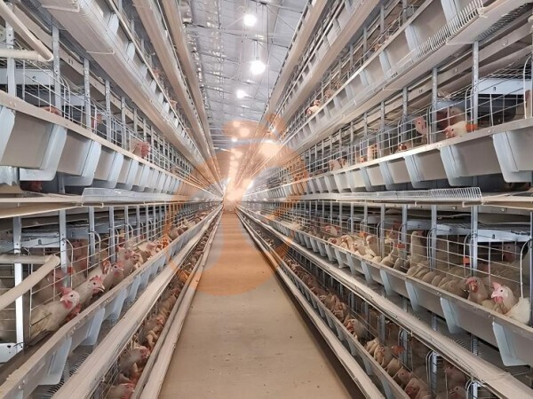 battery cage poultry farming (2) Battery Cage Types And Dimensions