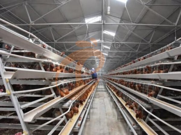 battery cage types (2) Battery Cage Types And Dimensions