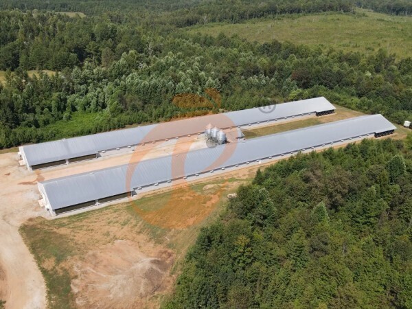 Ethiopia Poultry House Design: Layout, Ventilation, Cage System, And Cost