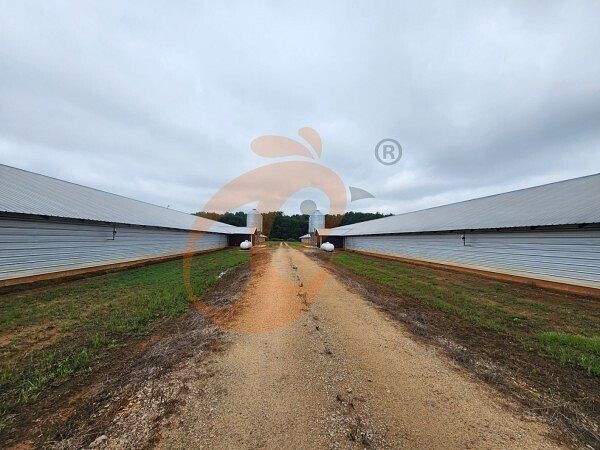poultry farm (5) poultry farm (5)