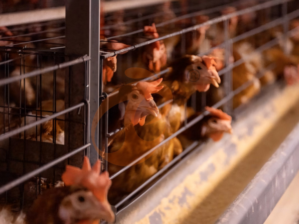 chicken battery cage poultry farm  (4)
