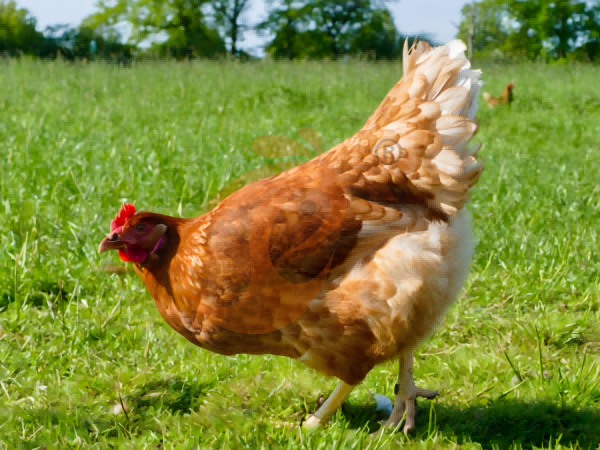 Ethiopian H Type Chicken Cages Vs Flat House Poultry Systems: Which Saves Space?