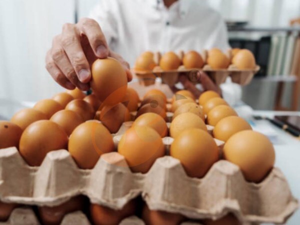 How Can Heavy-Duty Ethiopian H Type Chicken Cages Reduce Labor And Feed Costs On Poultry Farms?
