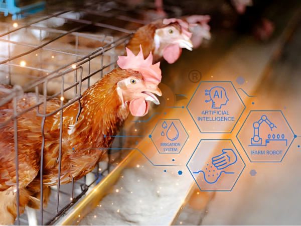 poultry farm eggs (5)