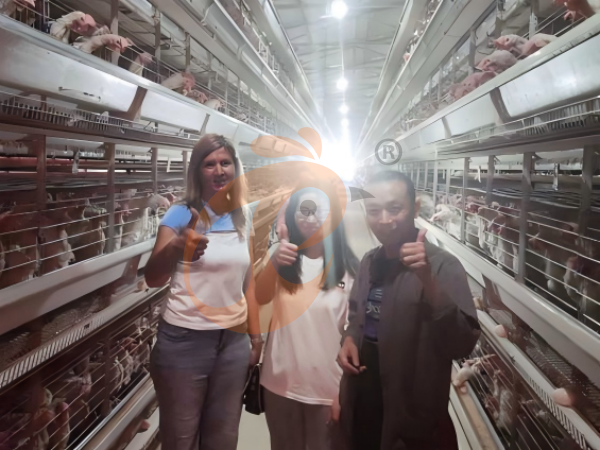 How Automatic Feeding Enhances Ethiopian H-Type Chicken Cage Performance