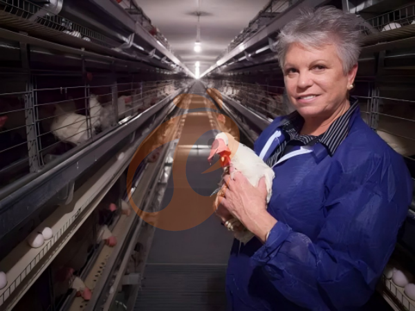 battery cage poultry farming (19)