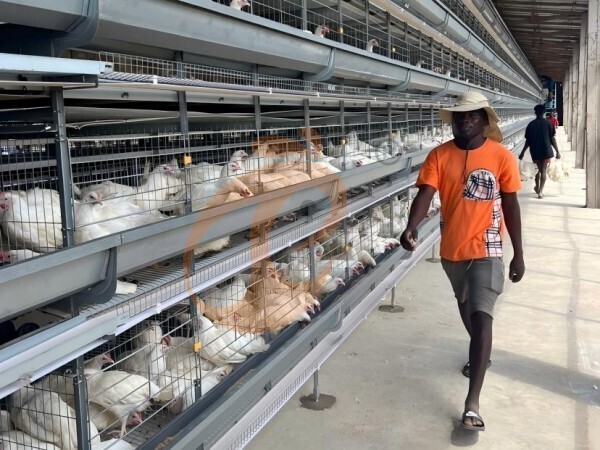 battery cage poultry farming (3)