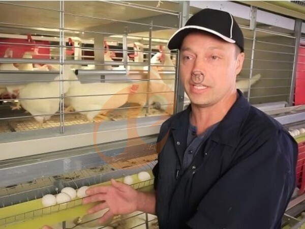 battery cage poultry farming (62)