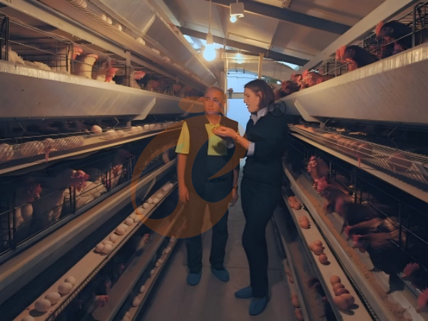 battery cage poultry farming (71)