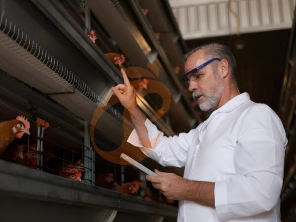 battery cage poultry farming 0 (16) Steps To Start 300,000 To 1,000,000+ Chickens Poultry Farm