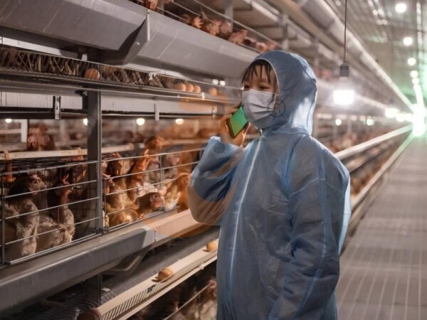 battery cage poultry farming 0 (25)